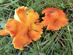Hygrocybe intermedia