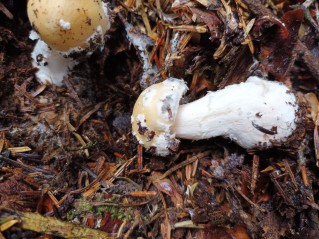 Amanita gemmata