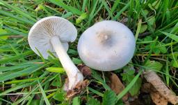 Melanoleuca exscissa