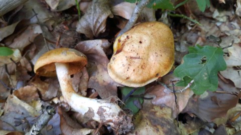 Cortinarius