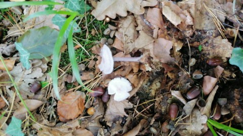 Mycena pura