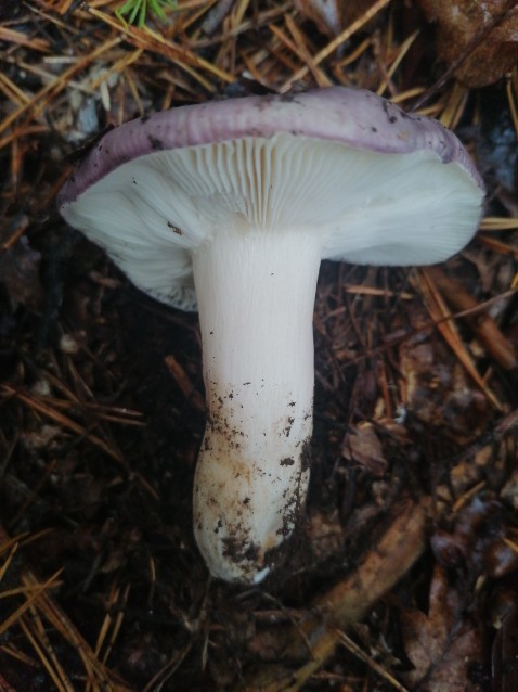 Russula cyanoxantha