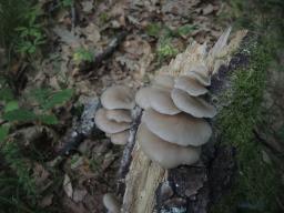 Pleurotus pulmonarius