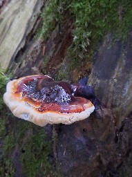 Ganoderma carnosum