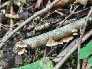 Plicaturopsis crispa