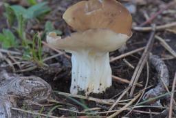 Helvella acetabulum