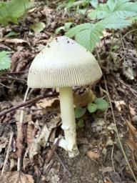 Amanita battarrae