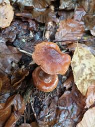 Cortinarius orellanus