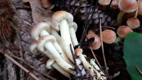 Hypholoma fasciculare