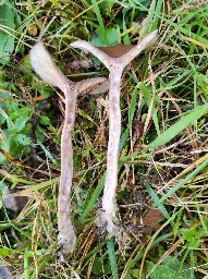 Pseudoclitocybe expallens