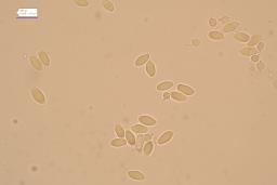 Lyophyllum fibrosipes