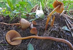 Conocybe macrospora