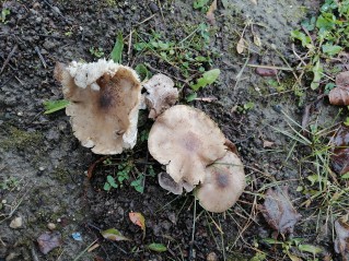 Tricholoma scalpturatum