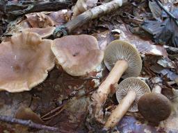 Lactarius subdulcis