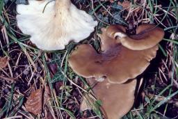 Hohenbuehelia petaloides