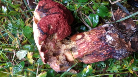 Neoboletus erythropus