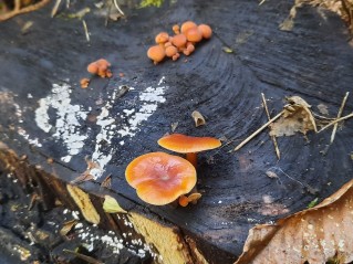 Flammulina velutipes