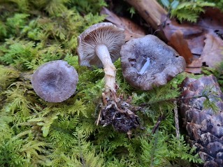 Rhizocybe pruinosa