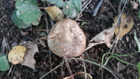 Paxillus involutus