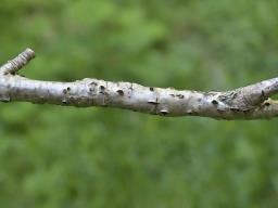 Diaporthe impulsa