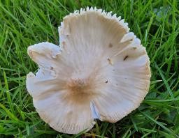 Pseudoporpoloma pes-caprae