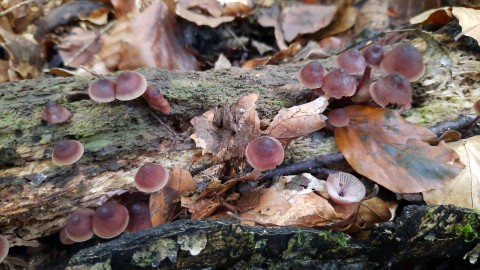 Mycena haematopus