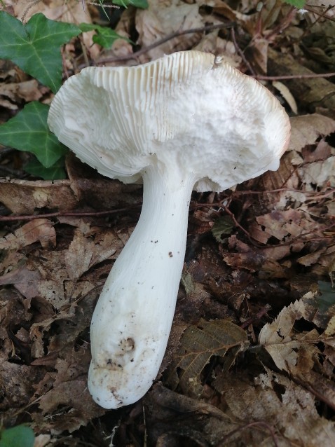 Russula luteotacta