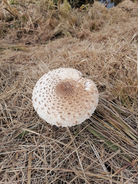 Macrolepiota procera