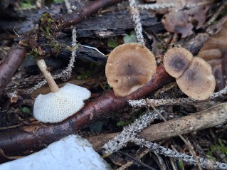 Lentinus brumalis