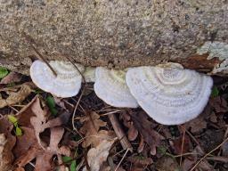 Trametes hirsuta