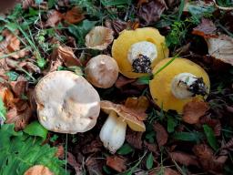 Hemileccinum impolitum