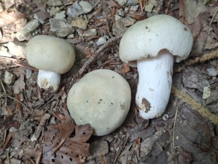 Russula virescens