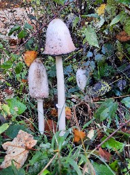 Coprinus comatus