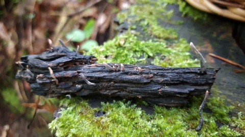 Xylaria longipes