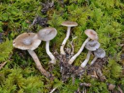 Rhizocybe pruinosa