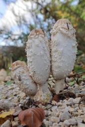 Coprinus comatus