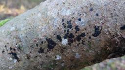 Exidia pithya
