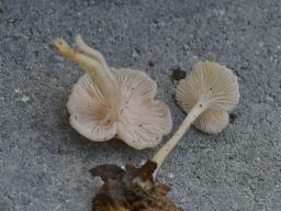 Leucocybe houghtonii