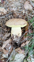 Butyriboletus appendiculatus