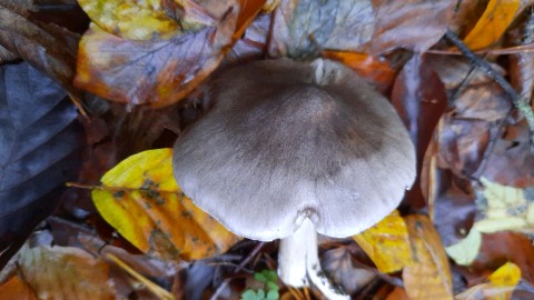 Tricholoma sciodes