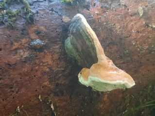 Fomitopsis pinicola