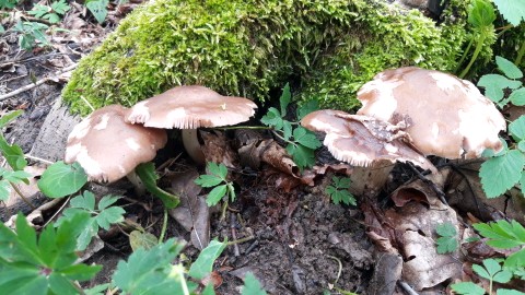 Pluteus cervinus