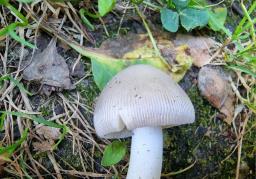 Amanita huijsmanii