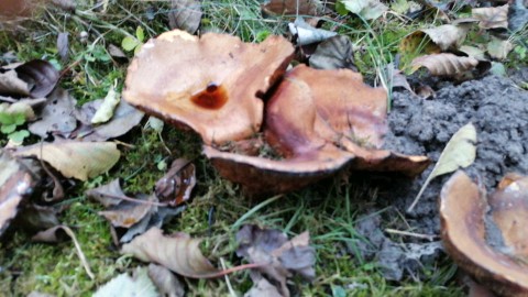 Paxillus involutus