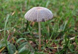 Parasola plicatilis