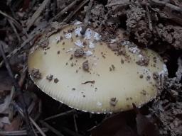 Amanita gemmata