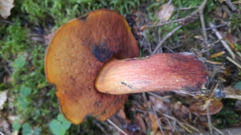 Neoboletus erythropus