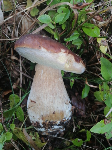 Boletus edulis