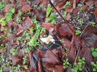 Helvella crispa