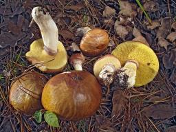 Suillus luteus